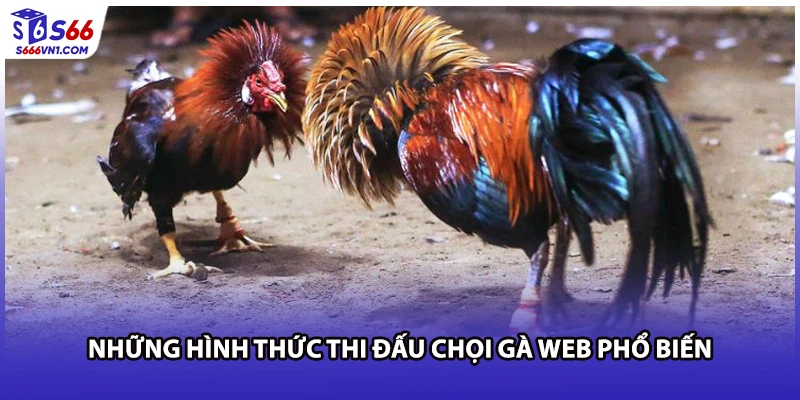 Những hình thức thi đấu chọi gà web phổ biến