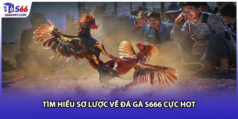 Tìm hiểu sơ lược về đá gà S666 cực hot